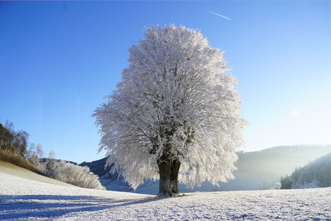 snow and ice covered tree